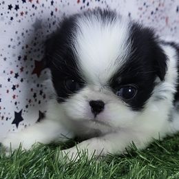Girl 3 - Black tan and white female Japanese Chin puppy in Johnson City, Tennessee from Erin & Friends Japanese Chin