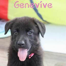 Genevive - Black and cream female German Shepherd puppy in De Land, Florida from 3B’s Animal Artistry