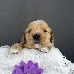 Feta - Cream female Goldendoodle puppy in Utah County, Utah from Big Hearted Breeders