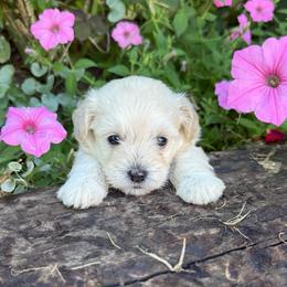 Mandy - Cream female Maltipoo puppy in Oakland, Kentucky from Imperial Dogs