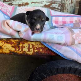 Andy - Black and tan male Pembroke Welsh Corgi puppy in Houston, Missouri from Pistol Creek Puppies