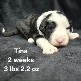 Tina - Gray and white female Old English Sheepdog puppy in Sutherlin, Oregon from Sapphire Eyes Sheepdogs