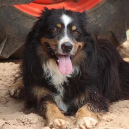 Australian Shepherds and Dachshunds from Grit N Grace Pups