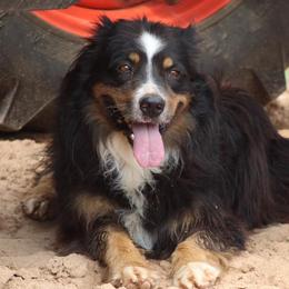 Australian Shepherds and Dachshunds from Grit N Grace Pups