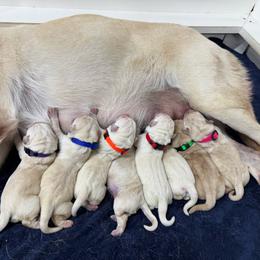 Red collar - Yellow male Labrador Retriever puppy in Beaverdam, Virginia from Riverside Sunset Labrador Retrievers