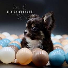 Archie (charting 4lbs at maturity small guy) - Black and tan male Chihuahua puppy in Tulsa, Oklahoma from H-3 Chihuahuas