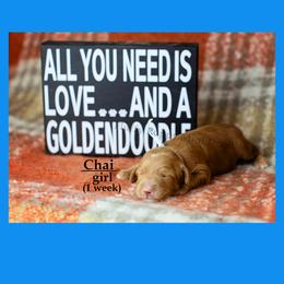 Chai BLUE COLLAR girl 3500 - Red  female Goldendoodle puppy in Corona, California from Fluffy Puppy Mini Doodles LLC