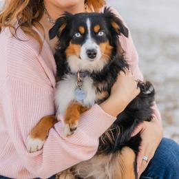 Aussiedoodles, Australian Shepherds, Miniature Australian Shepherds, and Toy Australian Shepherds from Firefly Horse Co Wellness Retreat Center