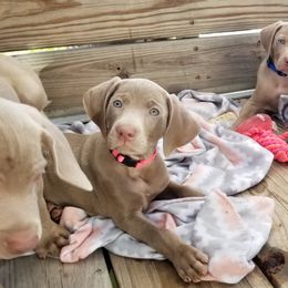 Pointer and Weimaraner Puppies from Silvershot Weimaraners and Pointers