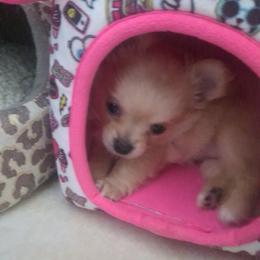 Cookie - Gold and white female Chihuahua puppy in Palm Coast, Florida from Pampered Chihuahuas