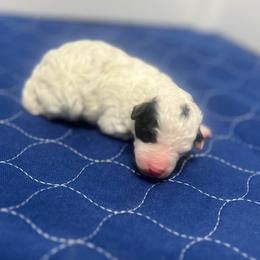 Blizzard - Parti male Poodle puppy in Quitman, Mississippi from P&D Palace
