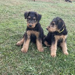 Airedale Terrier Puppies from Seaquest Airedales