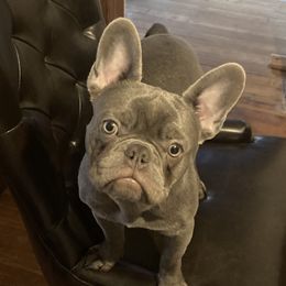 Smoky - French Bulldog