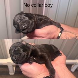 No Collar Boy - Bi-color male German Shepherd puppy in Universal City, Texas from Jaxinhaus German Shepherds