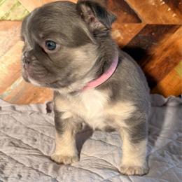 Molly - Tricolors female French Bulldog puppy in Klamath Falls, Oregon from Brittany's French Bulldogs
