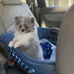 Pomeranian All Grown Up from 918 Pomeranians