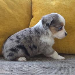 Boy 4 - Blue merle male Toy Australian Shepherd puppy in Missouri from MadCat Toy Aussies