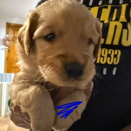 Coffee - Golden male Golden Retriever puppy in Wind Gap, Pennsylvania from Supreme Goldens