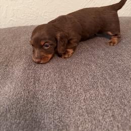 Ollie  Russian - Chocolate and tan male Dachshund puppy in Call, Texas from Dachshund D’Amore