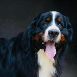 Bernese Mountain Dogs and Golden Retrievers from Howard's Retrievers