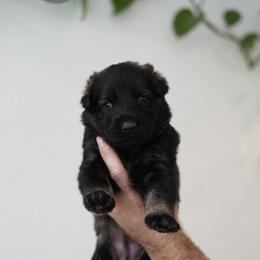 Saga - Sable female German Shepherd puppy in Coarsegold, California from Yosemite Shepherds