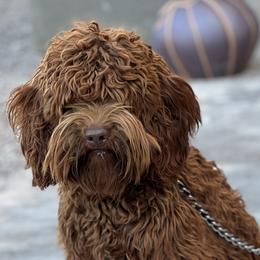 Indy - Australian Labradoodle