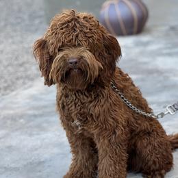 Indy - Australian Labradoodle