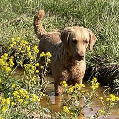 Winter - Chesapeake Bay Retriever