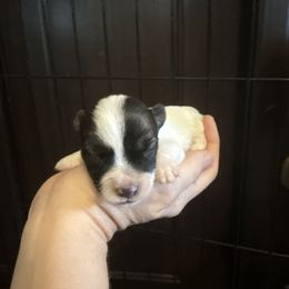 Sparkle - White and black female Russell Terrier puppy in Lakehills, Texas from Simply Southern Retrievers, LLC