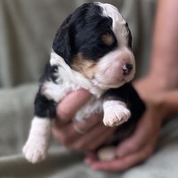 Bernedoodle Puppies from Root and Branch Bernedoodles
