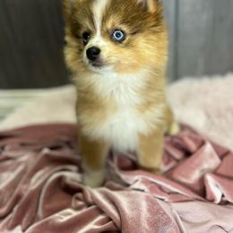 Pomeranian, Pomsky, and Toy Australian Shepherd Puppies from Blessed Little Paws