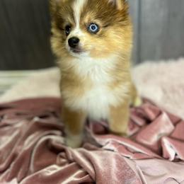 Pomeranian, Pomsky, and Toy Australian Shepherd Puppies from Blessed Little Paws