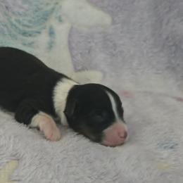 Boy 1 - Black tri male Miniature American Shepherd puppy in Tiskilwa, Illinois from First Harmony Farms