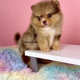 Nikola - Chocolate merle male Pomeranian puppy in Antioch, California from Ray of Poms