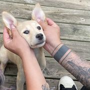 Rompope - Tan Xoloitzcuintli puppy in Marietta, Georgia from Xolos Mucino