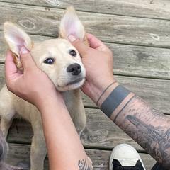Rompope - Tan Xoloitzcuintli puppy in Marietta, Georgia from Xolos Mucino