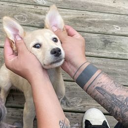 Rompope - Tan Xoloitzcuintli puppy in Marietta, Georgia from Xolos Mucino