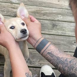Rompope - Tan Xoloitzcuintli puppy in Marietta, Georgia from Xolos Mucino