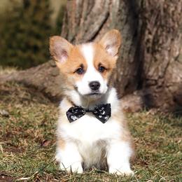 Mitch - White and fawn male Pembroke Welsh Corgi puppy in Sugarcreek, Ohio from Admar Canines