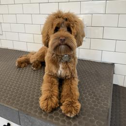 Diggs - Australian Labradoodle