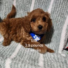 Dark blue collar Ella - Apricot female Goldendoodle puppy in Fairmount, Indiana from Capens' Doodles,Poodles and Poo's