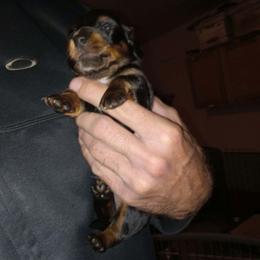 Boy 1 - Black and tan male Dachshund puppy in Bigfork, Minnesota from Long Ears and Long Dogs Ranch