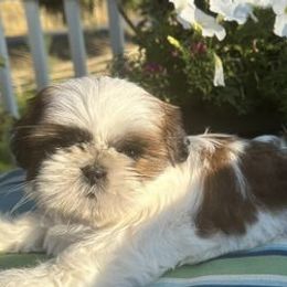 Shih Tzus from Rivers Edge Shih Tzu’s