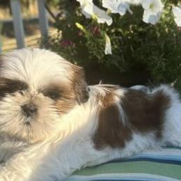 Shih Tzus from Rivers Edge Shih Tzu’s