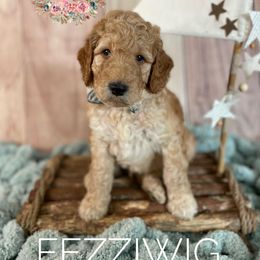 Goldendoodle Puppies from All My Doodles