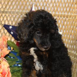 Phantom Boy - Phantom male Poodle puppy in Belgreen, Alabama from Scott’s Farm Poodles and Doodles
