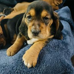 Female black and tan (Nova) - Black and brown female Basset Hound puppy in Oviedo, Florida from Boss Farms