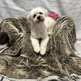Potato - Golden Lhasa Apso puppy in Santa Cruz, California from Teenas Lhasa Apsos
