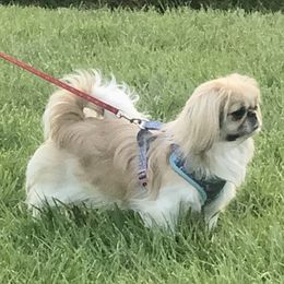 Paisley  - Pekingese