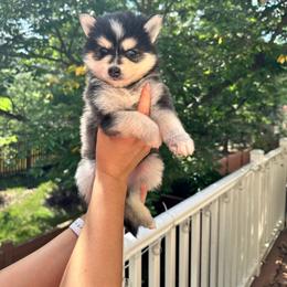 Boy 2 - Black and white male Pomsky puppy in Leesburg, Virginia from Capital Pomsky